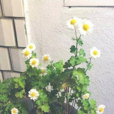 自走象棋手游下载